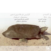 گونه لاکپشت فراتی Mesopotamian Softshell Turtle